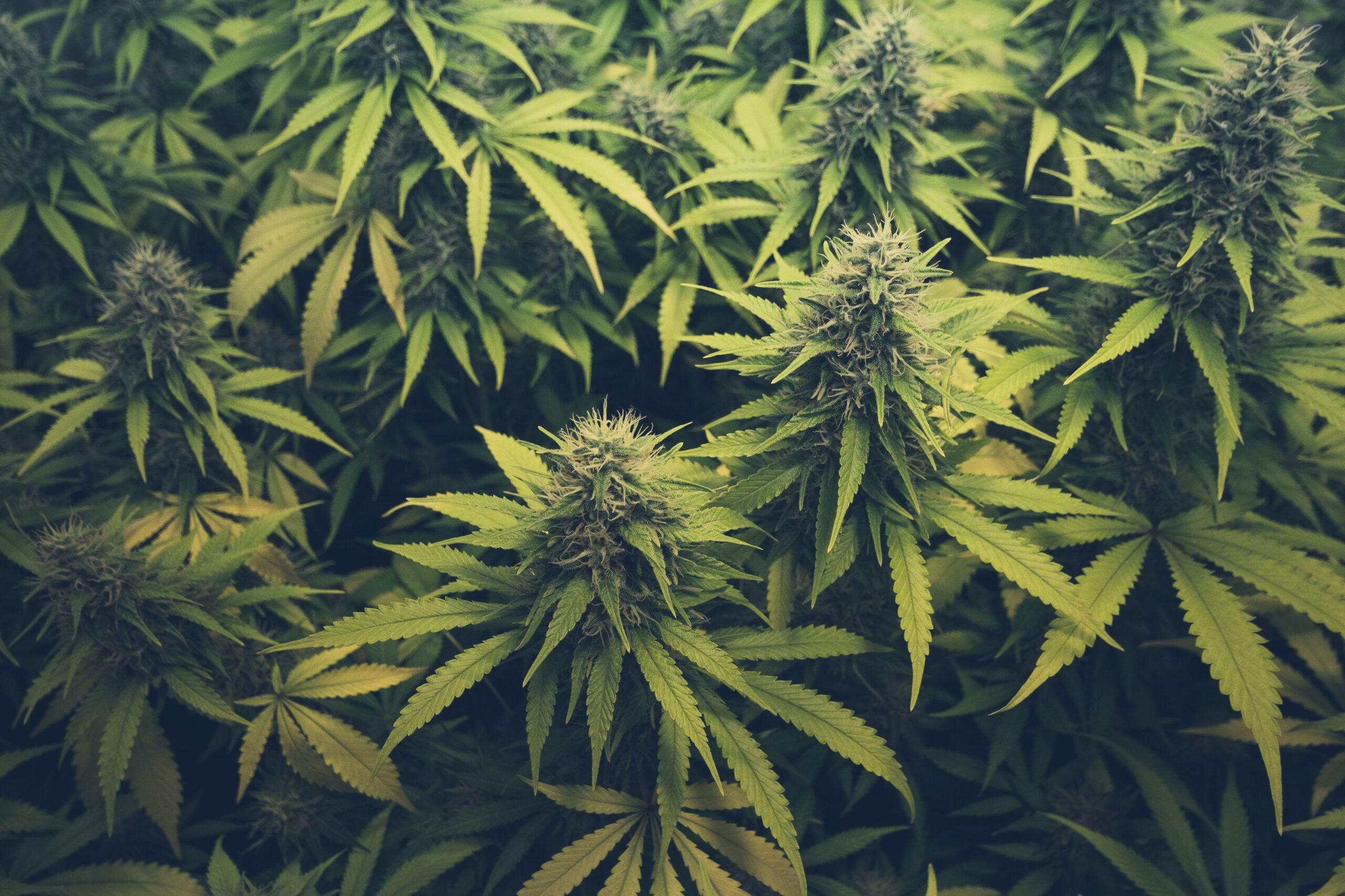 Cannabis Stecklinge_Ganja Farmer